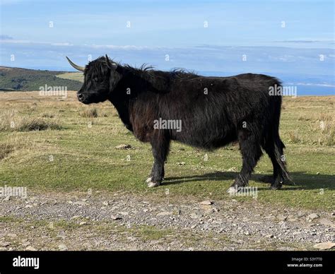 Black Highland Cattle In Exmoor Stock Photo Alamy