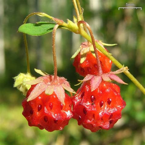 List Of Edible Plants And Mushrooms Of Southeast Alaska