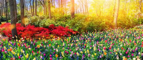Photos Beautiful Flowers Landscape Landscape With Beautiful Flowers