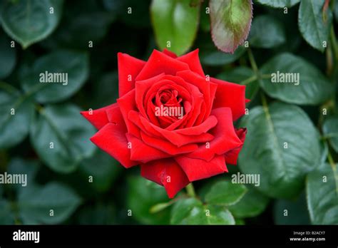 Rosa Loving Memory Rose Hi Res Stock Photography And Images Alamy