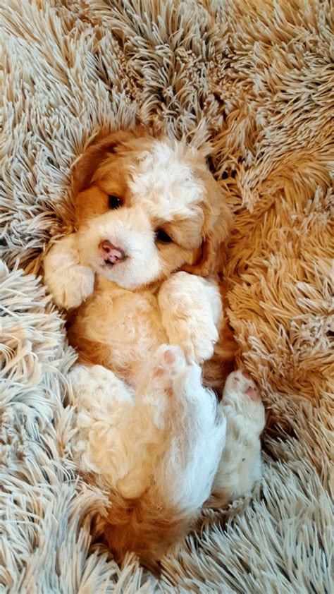 Mini bernedoodles can range anywhere from 15 pounds to 40 pounds depending on the dogs used for breeding. Bernedoodle Puppies For Sale | Abingdon, VA #301217