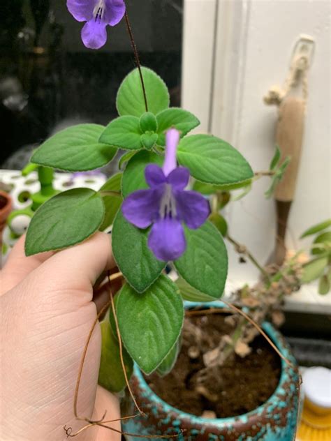 Plant With Small Purple Flowers And Fuzzy Leaves Help Me Identify