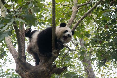 Pandas Panda At Chengdu Research Base Of Giant Panda Breed Flickr