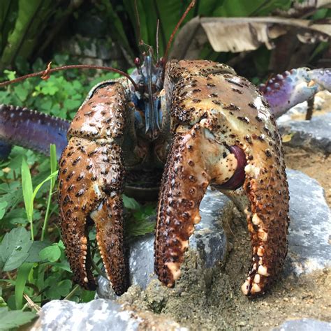 Taken aboard bcf research vessel miller freeman. Coconut crab claws pinch with the strongest force of any ...