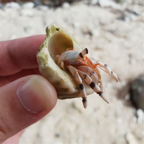 Found This Cute Hermit Crab Yesterday Here In Rarotonga Oc Bit