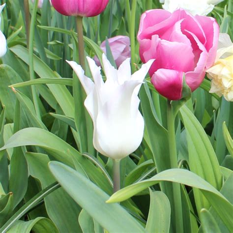 Tulipa White Elegance