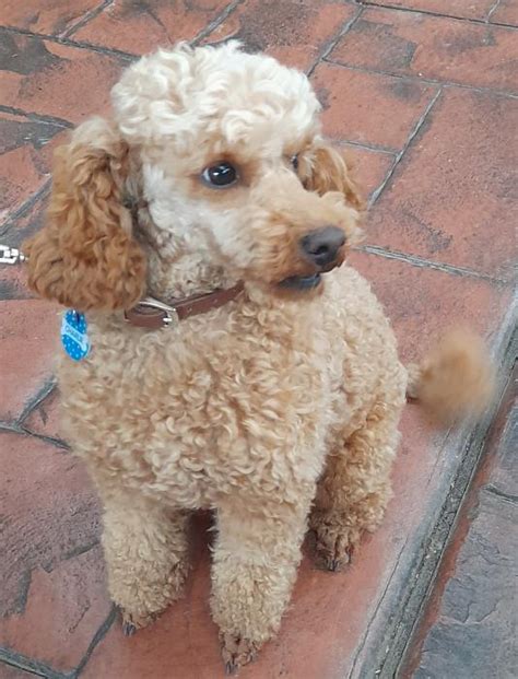 Purebred Apricot Toy Poodle Male 2 Yrs Old