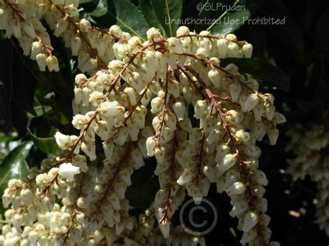 Plantfiles Pictures Pieris Andromeda Japanese Pieris