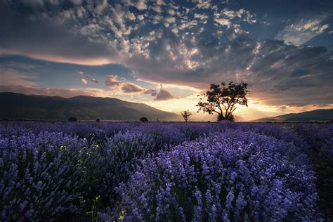 nature, Clouds, Flowers, Field Wallpapers HD / Desktop and Mobile ...