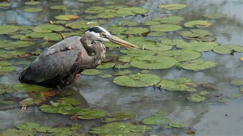 Walk farther out into the park and there is a boardwalk that extends out into the marshes all the way to the anacostia river, with plenty of birds, animals, turtles. Kenilworth Park & Aquatic Gardens | Aquatic garden ...