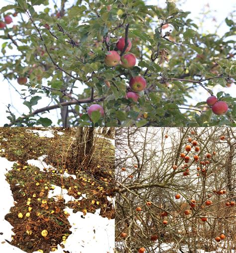 Flowering Crab Tree No Fruit Fruit Trees