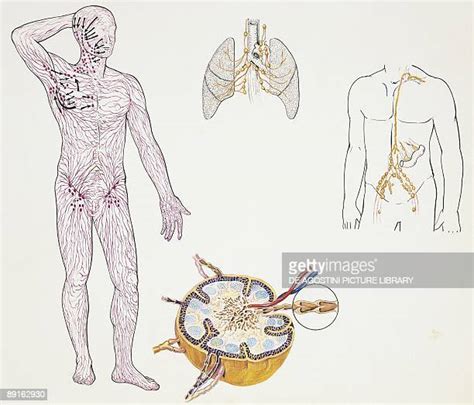 Lymphatic Vessel Photos And Premium High Res Pictures Getty Images
