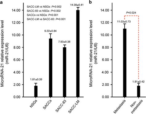 mir 21 regulates tumor progression through the mir 21 pdcd4 stat3 pathway in human salivary