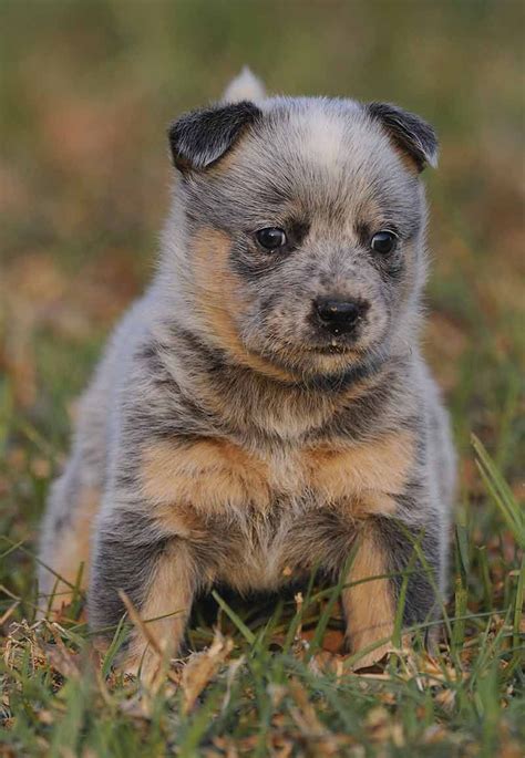 Red And Blue Heeler Puppies For Sale Photos All Recommendation