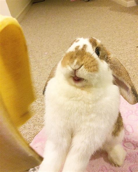 she gets so excited for bananas ♥ r rabbits