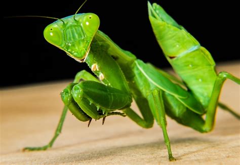 How To Rear Hatchling And Baby Praying Mantis Keeping Exotic Pets