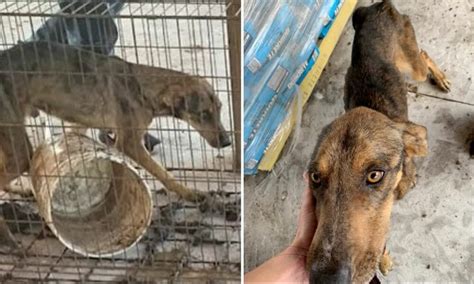Petition Justice For Emaciated Dogs Held Starving In Feces Filled Cages