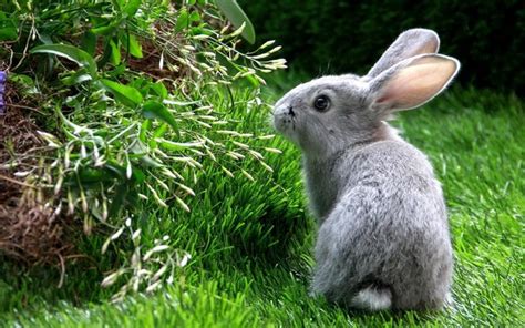 Rabbit Hare Grass Climb Wallpaper Coolwallpapersme
