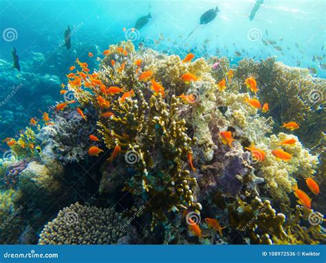 Coral Reef Red Sea Egypt Marsa Alam Stock Photo Image Of Coral Egypt