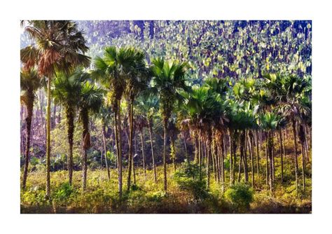 Palm Trees Most Abundant In American Rainforests