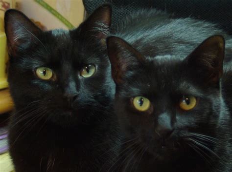 National Black Cat Day October 30 It Is What It Is
