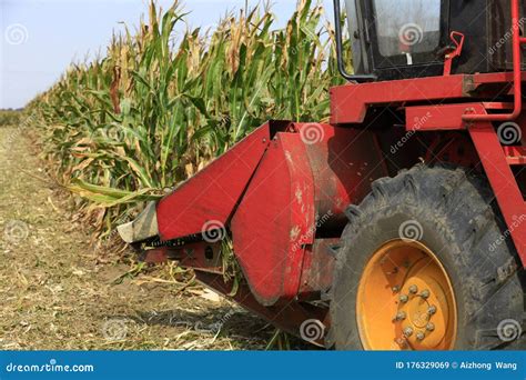 Modern Combine Harvester Is Harvesting Cultivated Ripe Corn Crop Stock