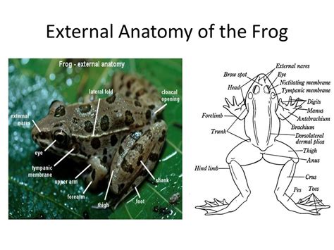 Frog Dissection Frog Scienstructable Template