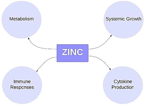 Function Of Zinc 13 14 19 20 Download Scientific Diagram