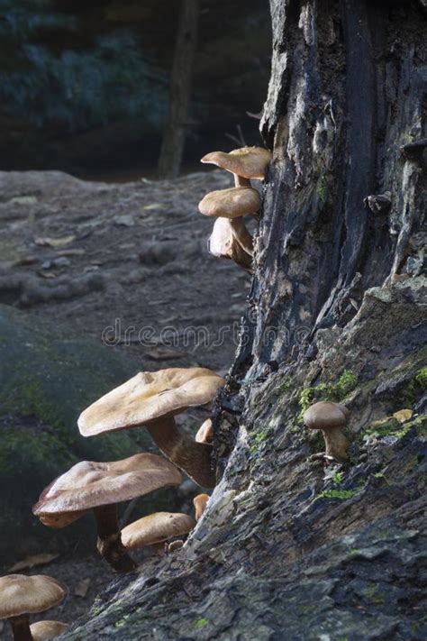 Mushrooms On Fallen Tree Ash Cave Ohio Stock Photo Image Of Cave