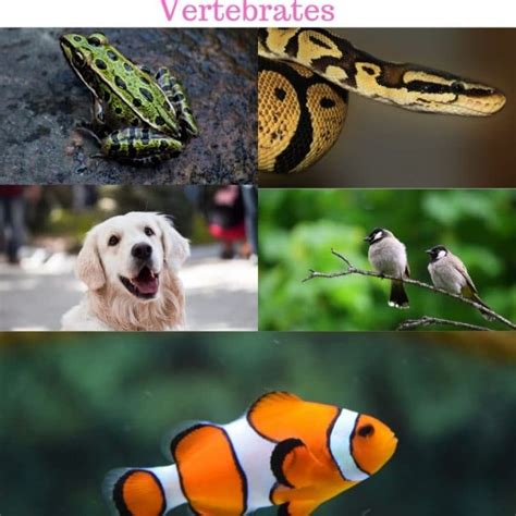 Characteristics Of Vertebrates Lorecentral