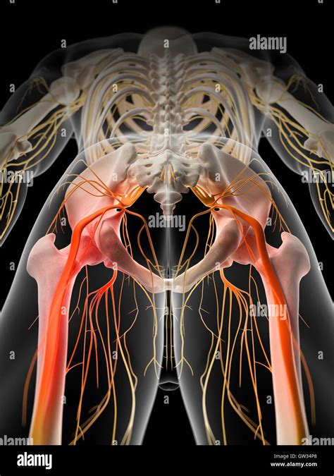 Human Sciatic Nerve Pain Illustration Stock Photo Alamy