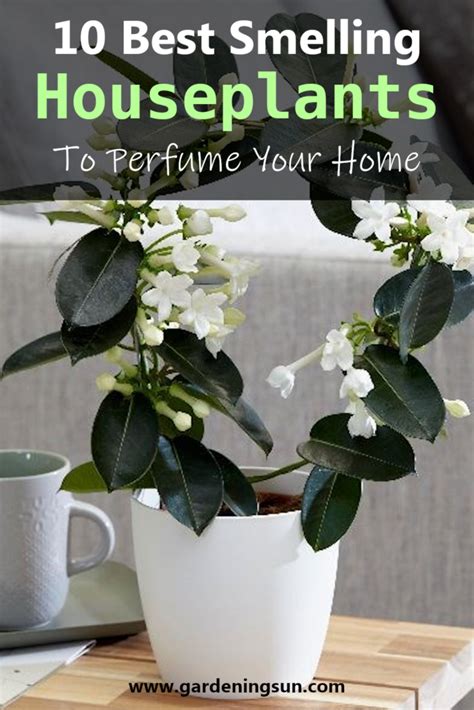 10 Best Smelling Houseplants To Perfume Your Home Gardening Sun