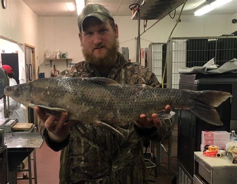 Bonnots Mill Angler Snags State Record Blue Sucker Missouri