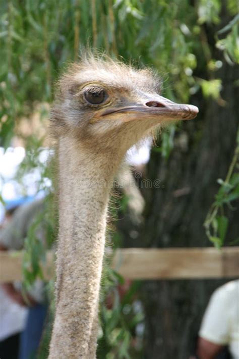 African Ostrich Funny Face Stock Photo Image Of Long 121934576