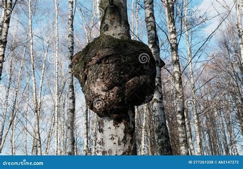 Inonotus Obliquus Or Chaga Mushroom On Trunk Birch Tree Fungus Black