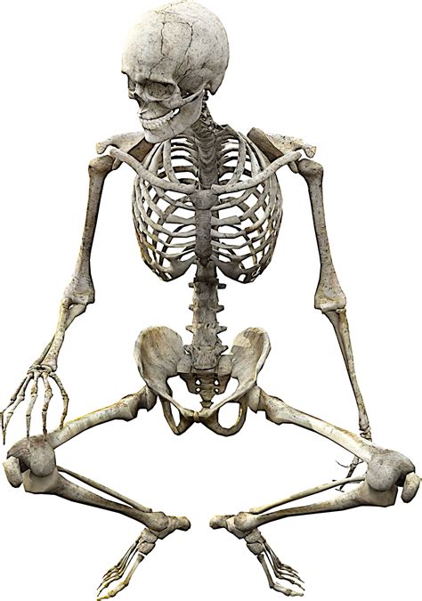 Human Skeleton Skull Anatomy Bone Skeleton Png Download 14262033