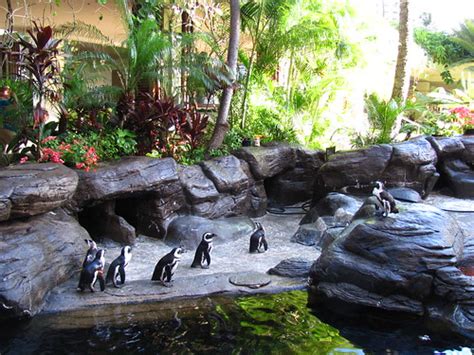 Penguins At Hilton Hawaiian Village Loren Javier Flickr