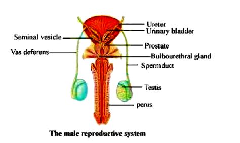 Male Anatomy Diagram Labelled Label The Male Reproductive System You