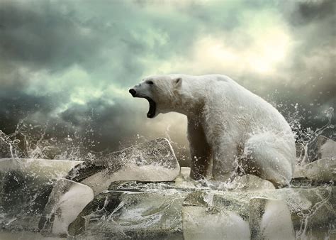 Polar Bear Animal Bear Ice Wallpapers Hd Desktop And