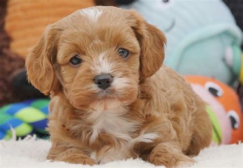 What to do if the puppy has fleas or other parasites? Cavoodle Puppies For Sale | Chevromist Kennels Puppies Australia
