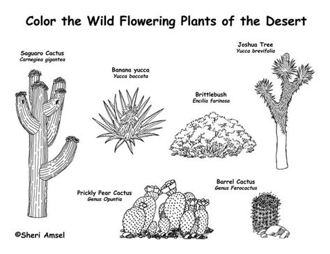 It doesn't hurt the plant and in fact may even help it. Desert Plants - Great for dioramas, books, projects ...