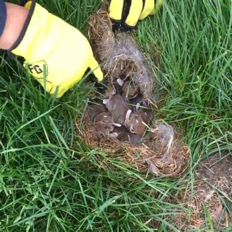 Check For Bunny Nests Before Mowing Your Lawn This Summer Real Fix