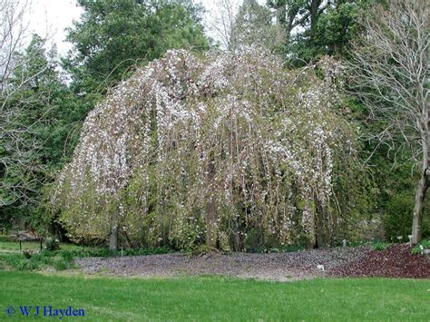 Prunus Subhirtella Pendula Weeping Higan Cherry Landscaping Plants