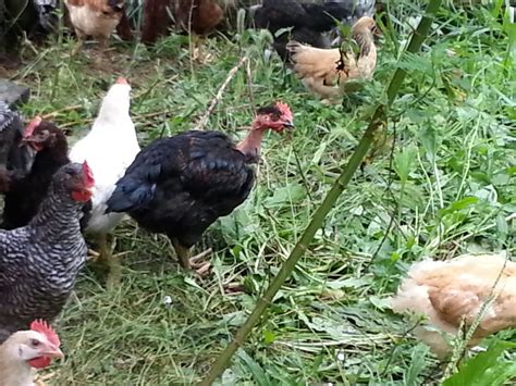Sanctuary Farm Roosters Are Growing And Crowing