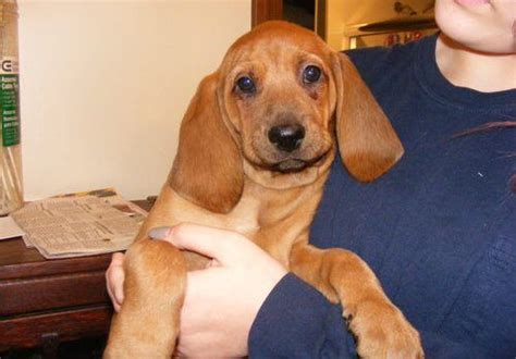The redbone coonhound is an affectionate companion which enjoys spending time with its family, either playing games or simply laying around. Redbone Coonhound Puppies For Sale | Torrance, CA #244978