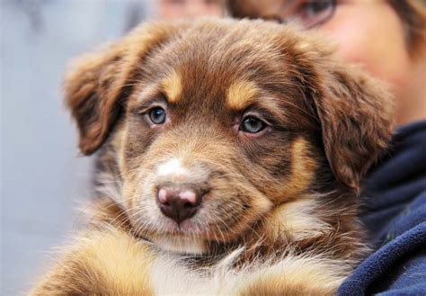 Australian Shepherd Puppies For Sale Akc Puppyfinder