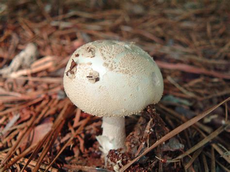 Georgia Mushrooms Flickr Photo Sharing