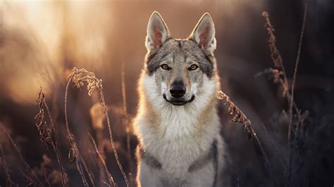 Back White Czechoslovakian Wolfdog Is Standing In Blur Background Hd