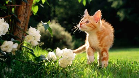 Cute Kitten Is Walking On Grass Field Hd Kitten Wallpapers Hd