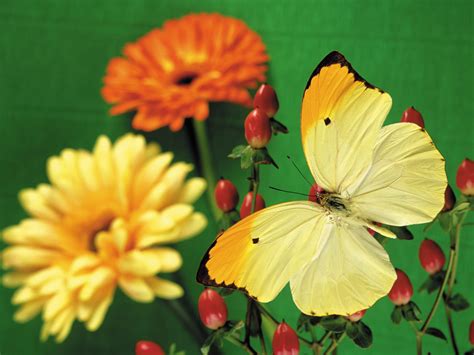 The Beautiful Yellow Butterfly Wallpapers And Images Wallpapers
